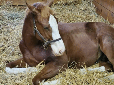 Unique Horse Farm Tour: Lexington Kentucky Horse Farms Tour